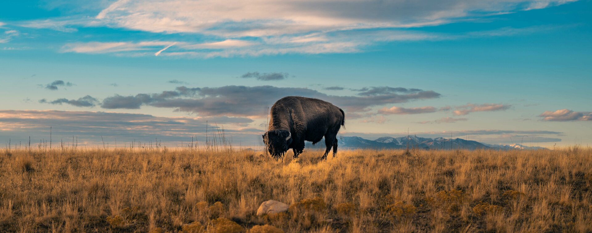 A bison grazing across an open prairie at sunset — placeholder for a Great Plains Tribal LWCF story in development.